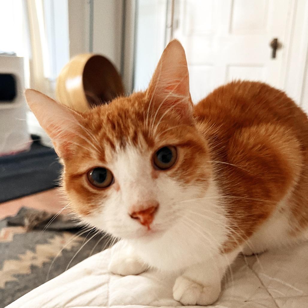 Enlarge BUMBLEBEE, a Adoptable Domestic Short Hair in San Antonio, TX image 5/6