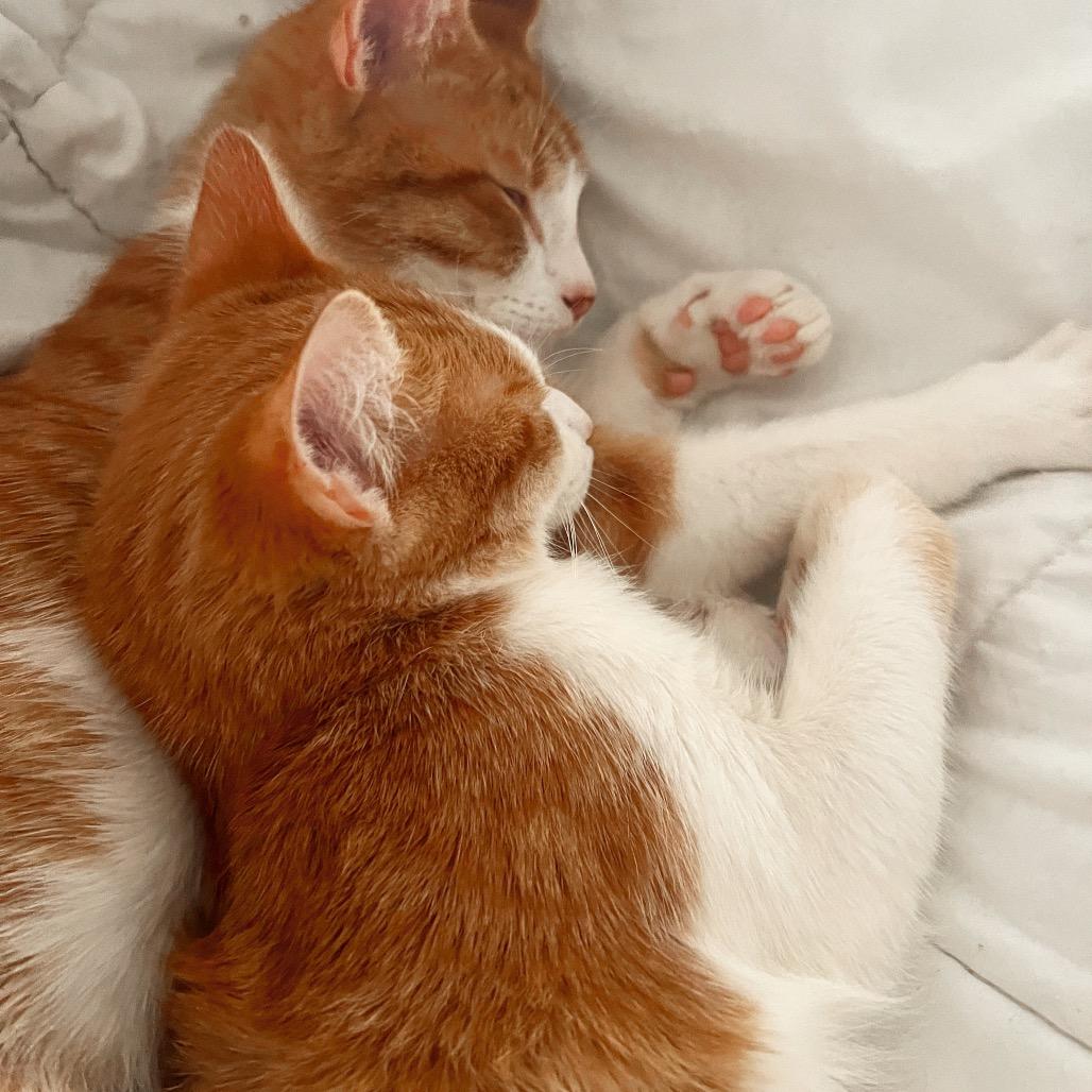 Enlarge BUMBLEBEE, a Adoptable Domestic Short Hair in San Antonio, TX image 6/6