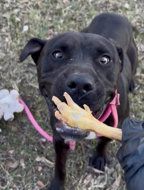 Enlarge Muppet Baby, a Adoptable mixed breed in Austin, TX image 1/5