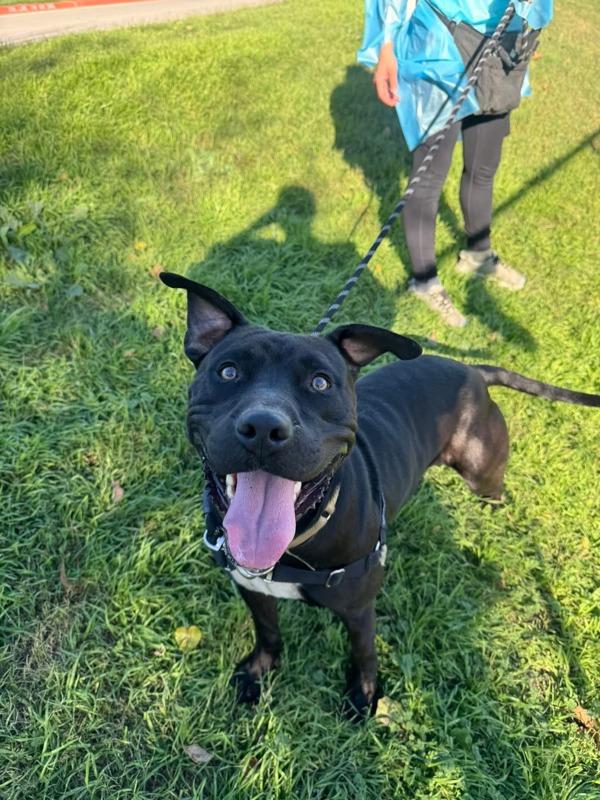 Enlarge Muppet Baby, a Adoptable mixed breed in Austin, TX image 2/5