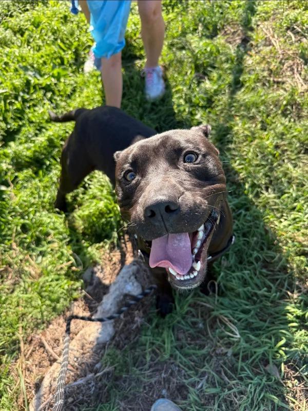 Enlarge Muppet Baby, a Adoptable mixed breed in Austin, TX image 3/5