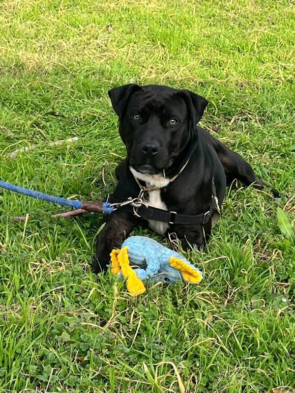 Enlarge Muppet Baby, a Adoptable mixed breed in Austin, TX image 4/5