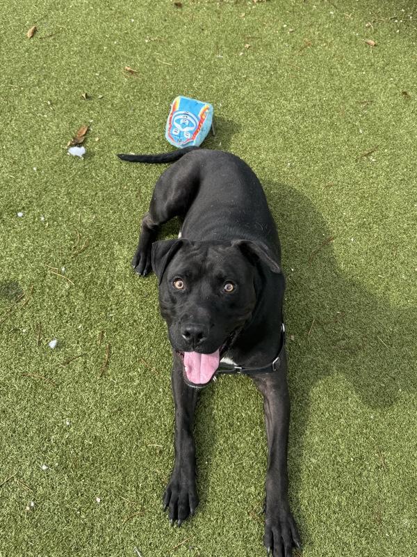 Enlarge Muppet Baby, a Adoptable mixed breed in Austin, TX image 5/5