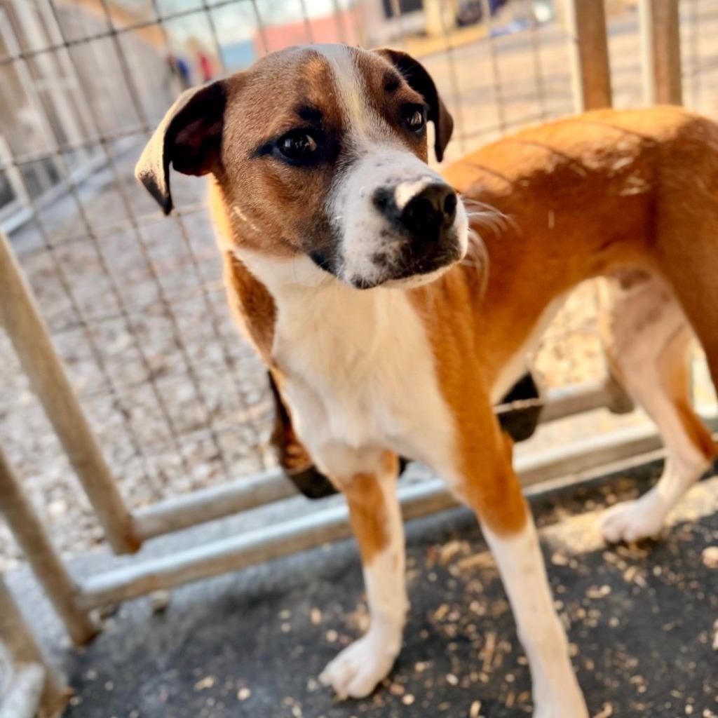 Goose, Adoptable, Young Male Boxer & Jack Russell Terrier.