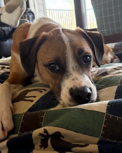 Enlarge Goose, a Adoptable mixed breed in Waverly, NY image 2/5