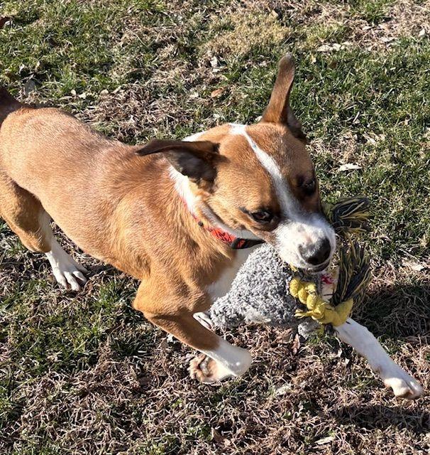 Enlarge Goose, a Adoptable mixed breed in Waverly, NY image 3/5