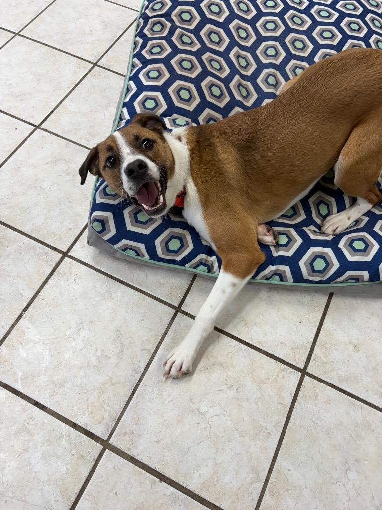 Enlarge Goose, a Adoptable mixed breed in Waverly, NY image 4/5