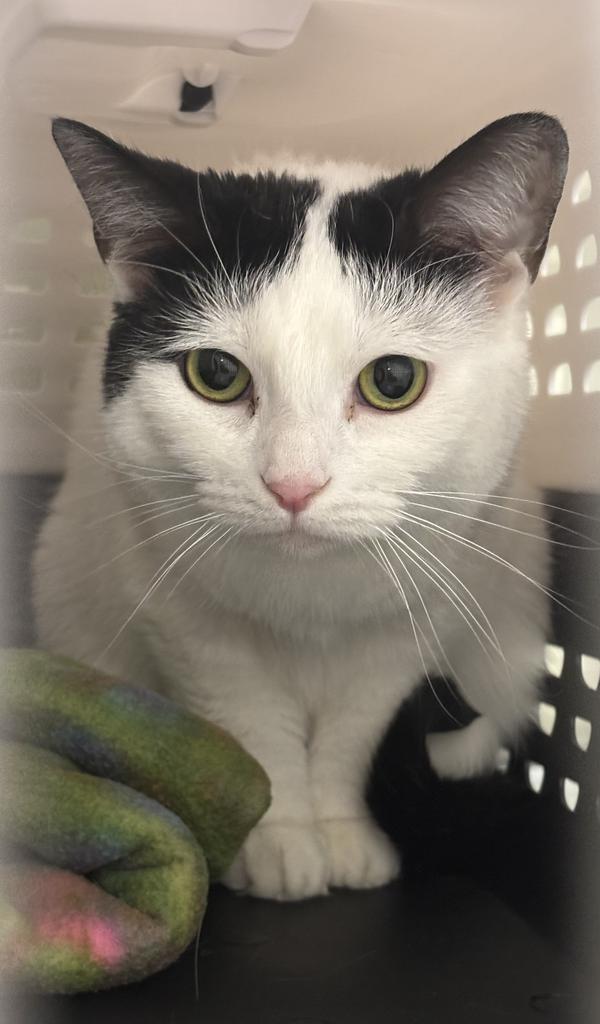 Biqardy, Adoptable, Adult Female Domestic Short Hair.