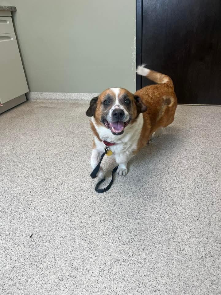 Herbert, Adoptable, Senior Male Corgi & Saint Bernard.