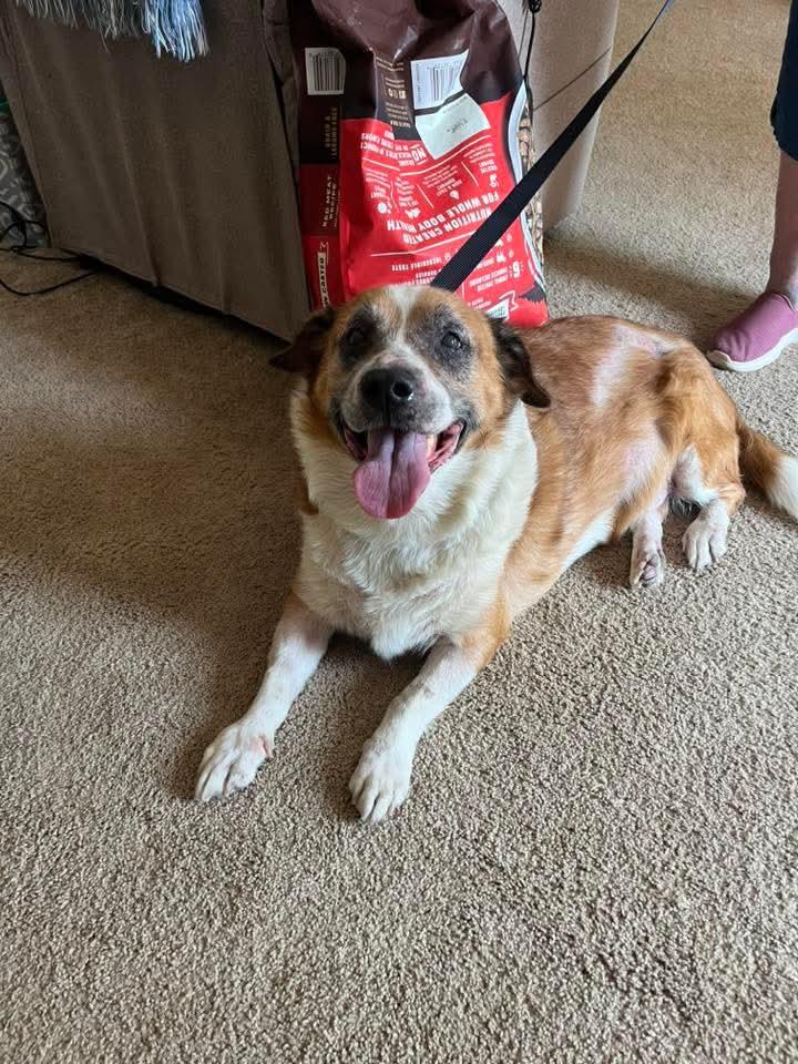 Herbert, a Adoptable mixed breed in East Peoria, IL image 2/6