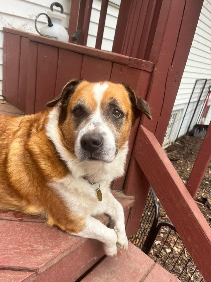 Herbert, a Adoptable mixed breed in East Peoria, IL image 3/6