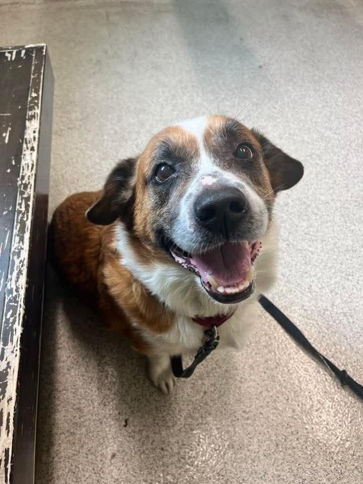 Herbert, a Adoptable mixed breed in East Peoria, IL image 4/6