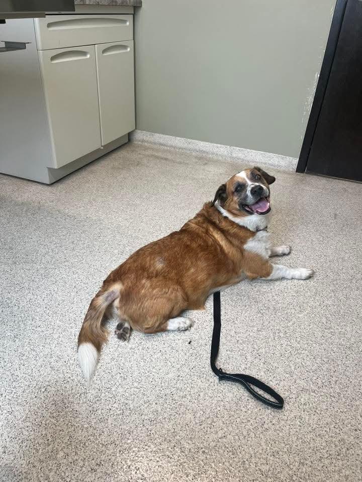 Herbert, a Adoptable mixed breed in East Peoria, IL image 5/6