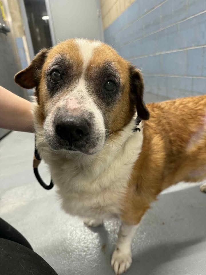 Herbert, a Adoptable mixed breed in East Peoria, IL image 6/6