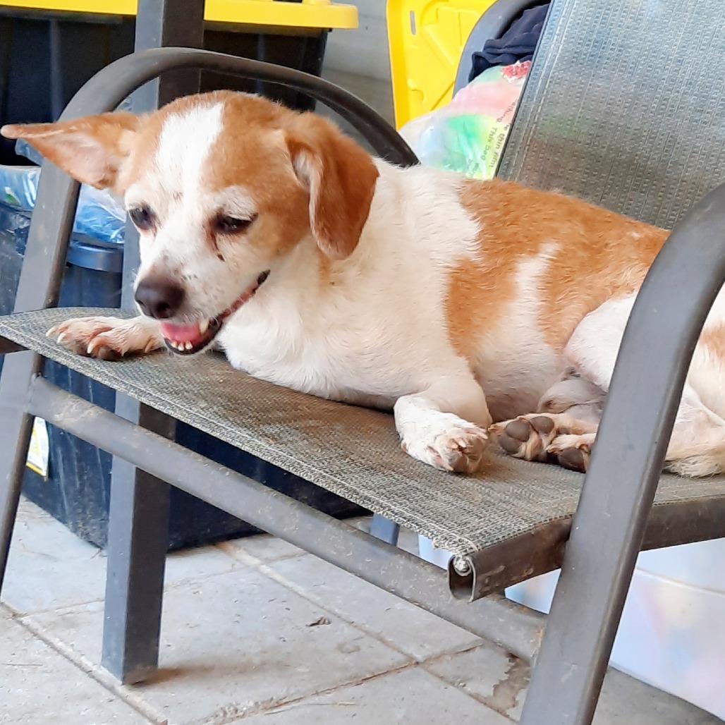 Jackson, Adoptable, Senior Male Jack Russell Terrier.