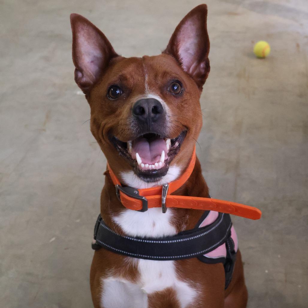 Frank, Adoptable, Adult Male Cattle Dog & Mixed Breed.