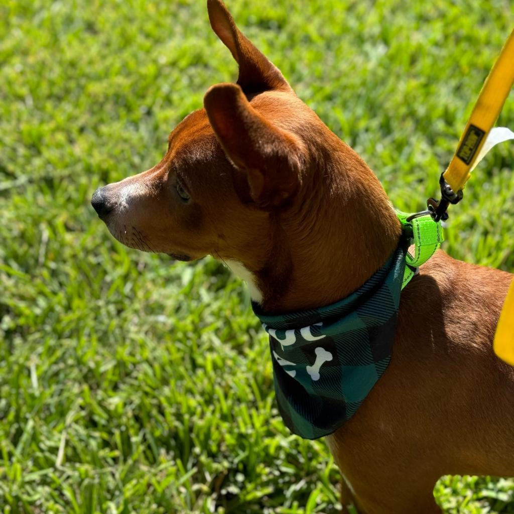 Frank, Adoptable, Adult Male Cattle Dog.