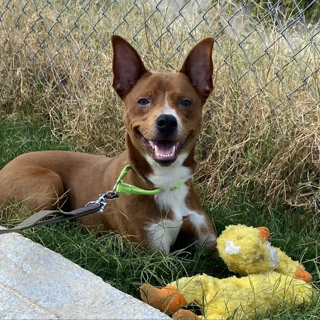Enlarge Frank, a Adoptable mixed breed in San Antonio, TX image 2/6