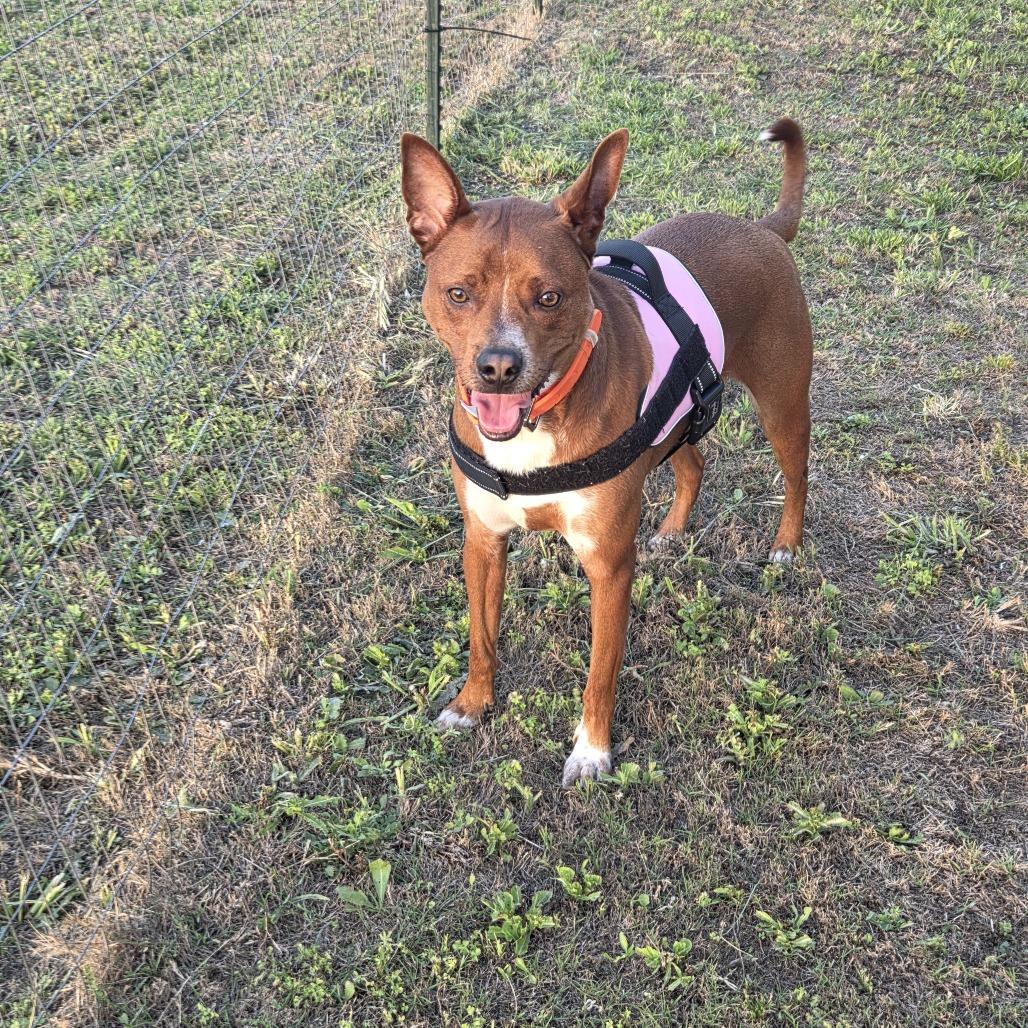 Enlarge Frank, a Adoptable mixed breed in San Antonio, TX image 3/6