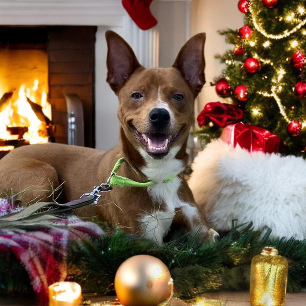 Enlarge Frank, a Adoptable mixed breed in San Antonio, TX image 3/6