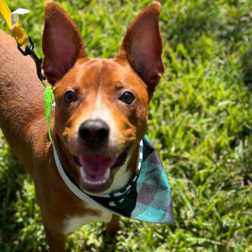 Enlarge Frank, a Adoptable mixed breed in San Antonio, TX image 4/6