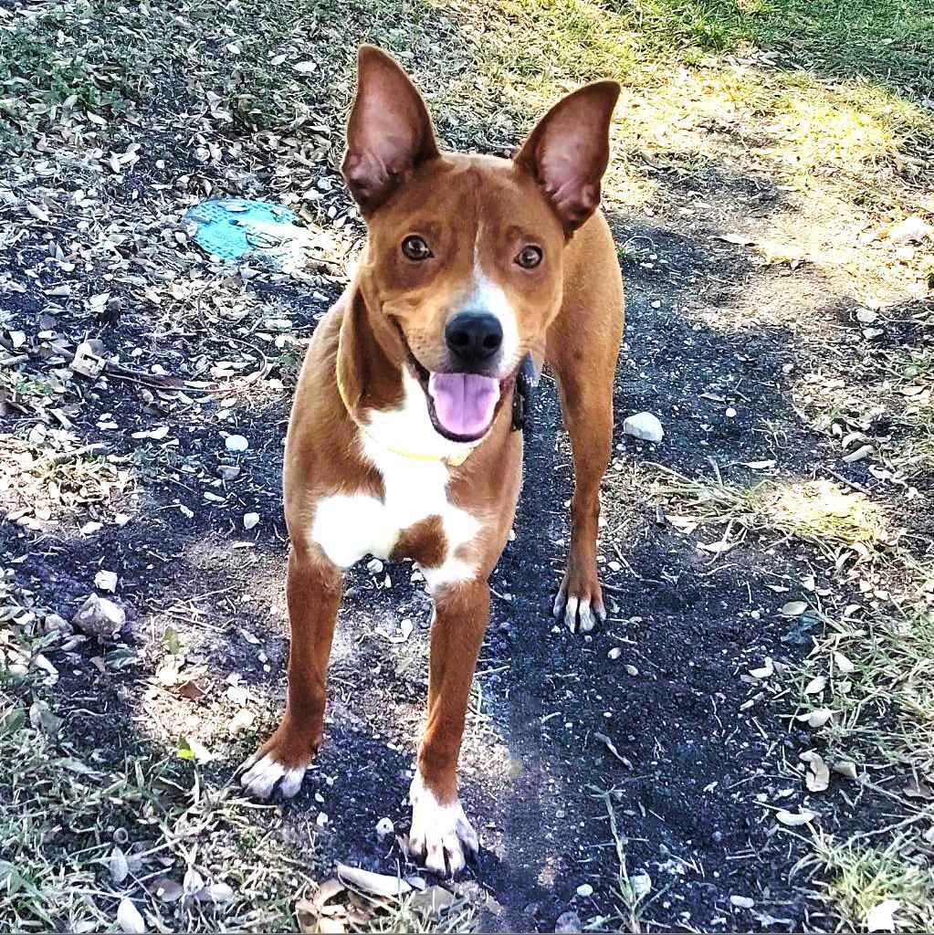 Enlarge Frank, a Adoptable mixed breed in San Antonio, TX image 5/6