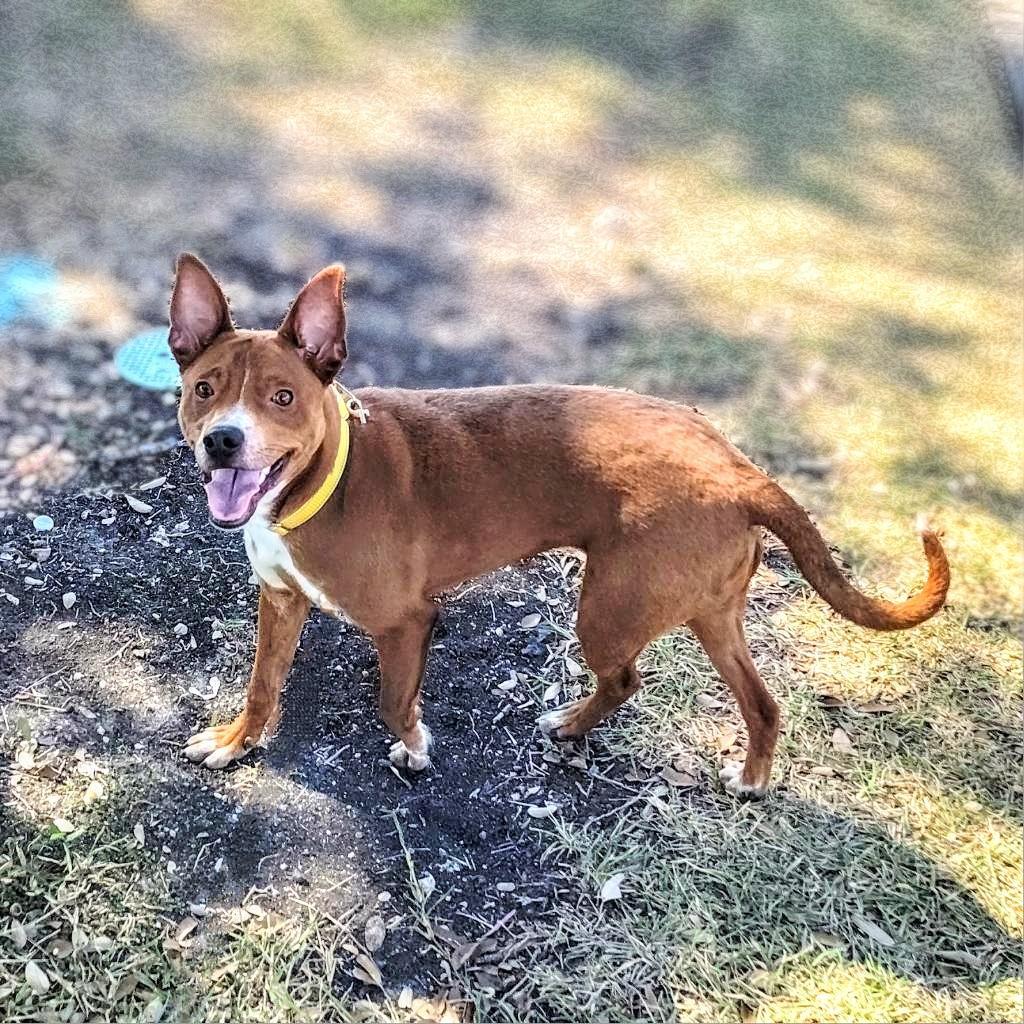 Enlarge Frank, a Adoptable mixed breed in San Antonio, TX image 6/6