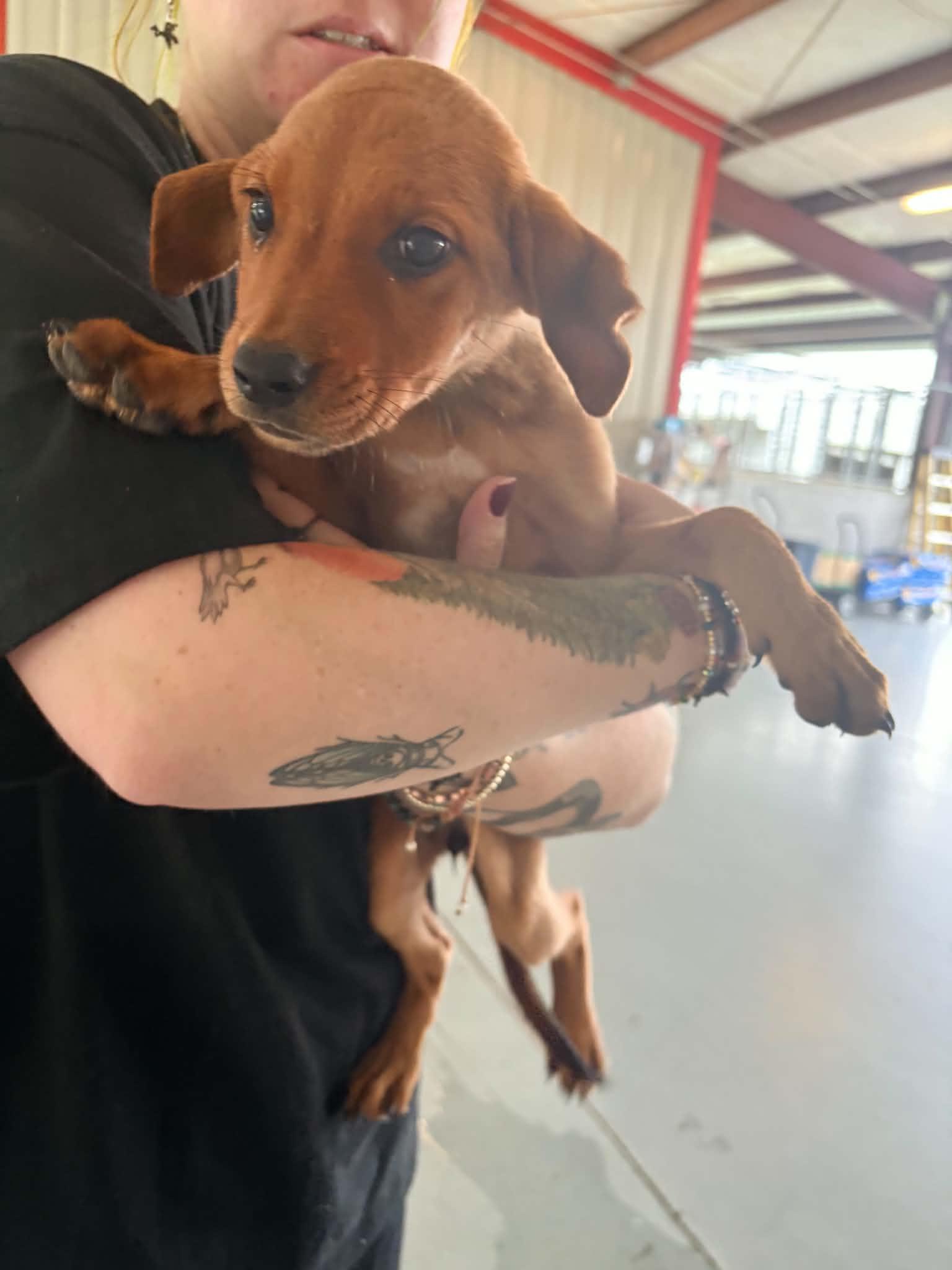Pocket, Adoptable, Puppy Female Hound.