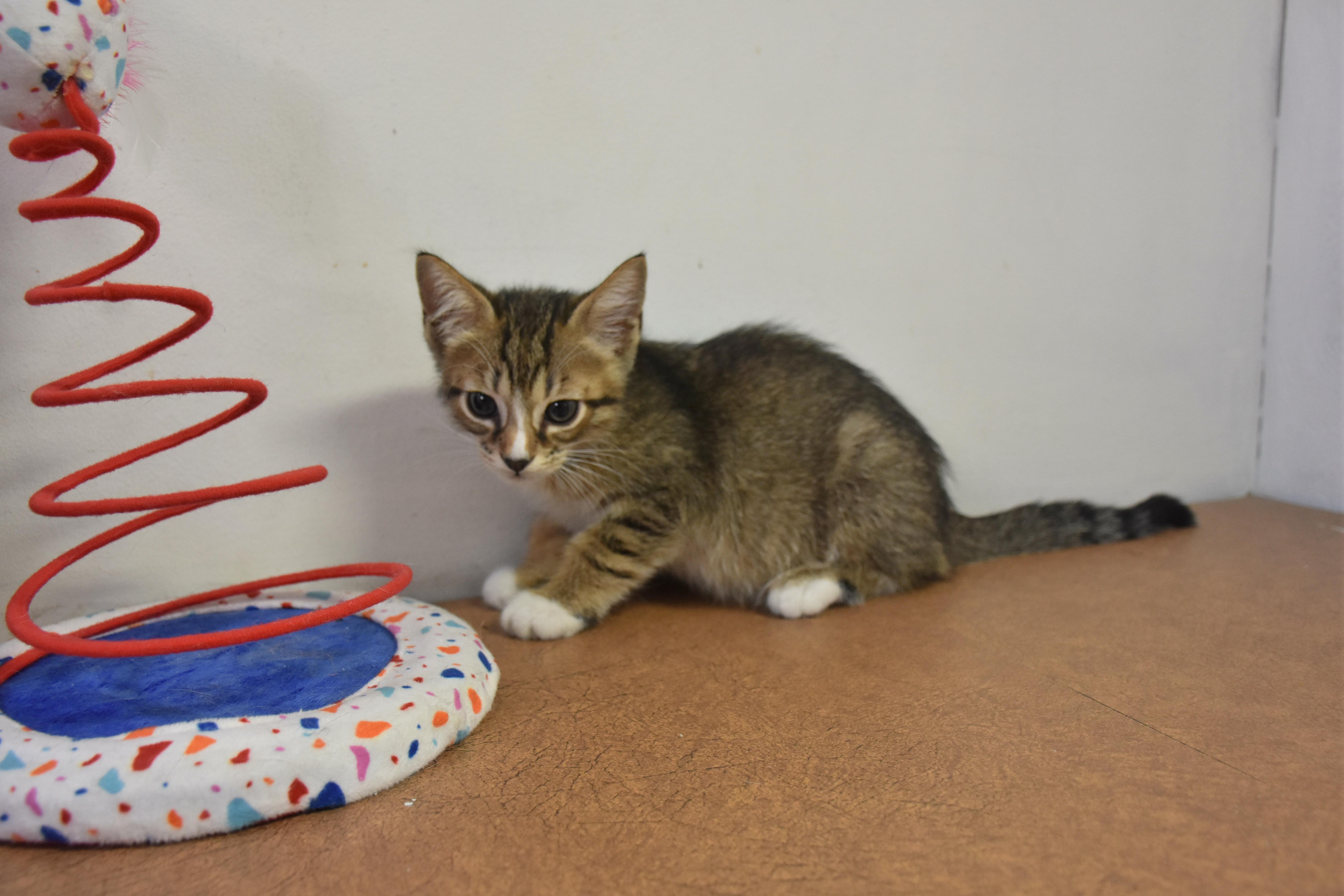 Enlarge Chili, a Adoptable Domestic Short Hair in North Judson, IN image 1/1