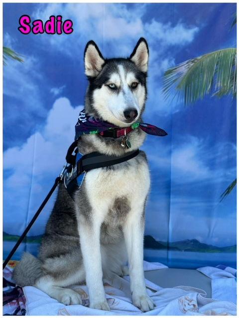Sadie, Adoptable, Adult Female Siberian Husky & Alaskan Malamute.