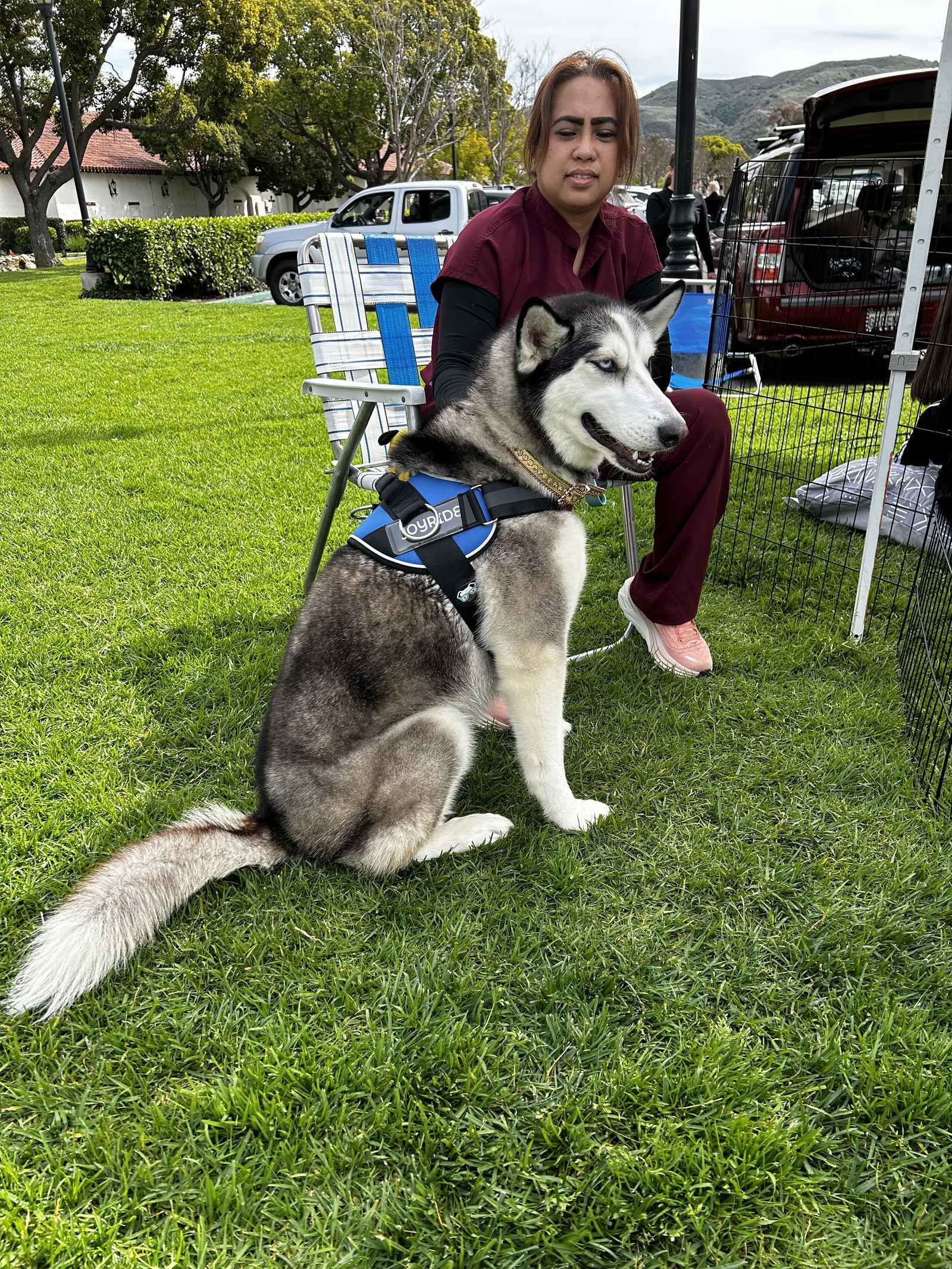 Enlarge Sadie, a Adoptable mixed breed in Capistrano Beach, CA image 2/3