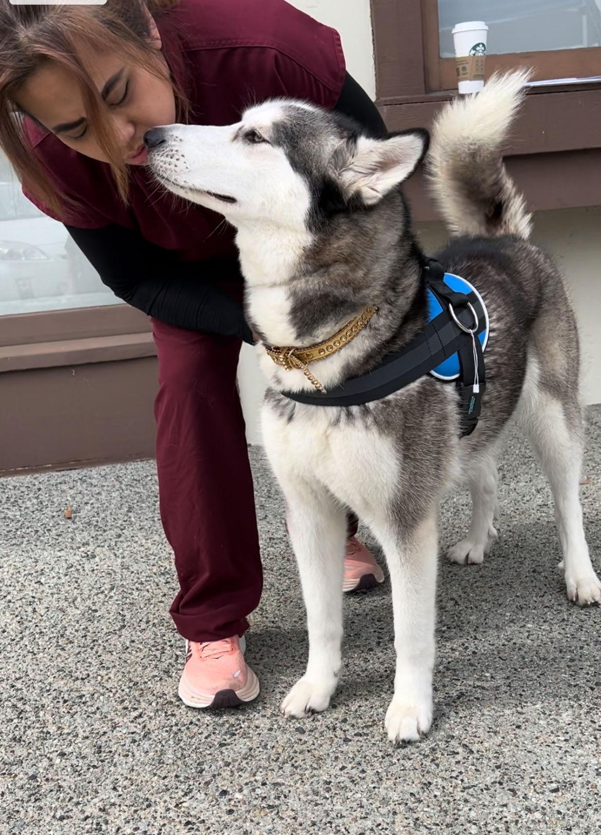 Enlarge Sadie, a Adoptable mixed breed in Capistrano Beach, CA image 3/3