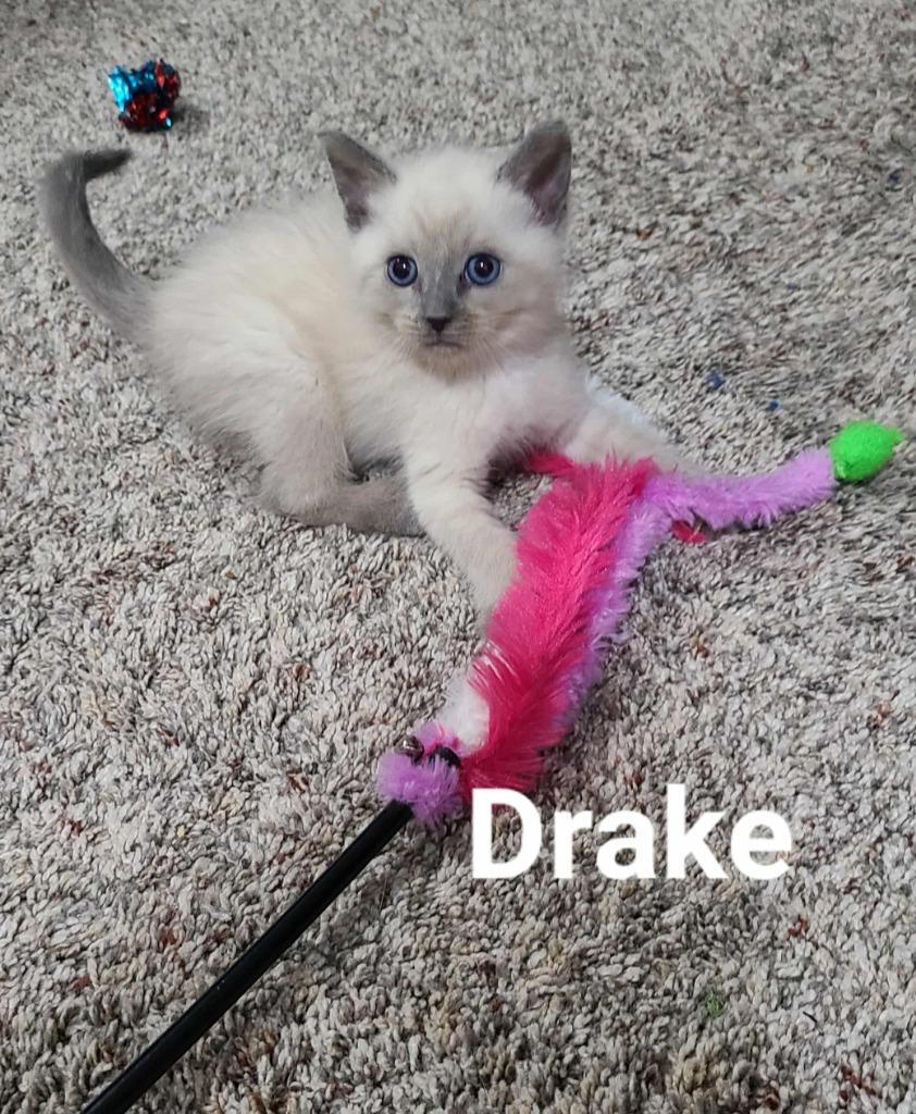Drake, Adoptable, Kitten Male Domestic Short Hair.