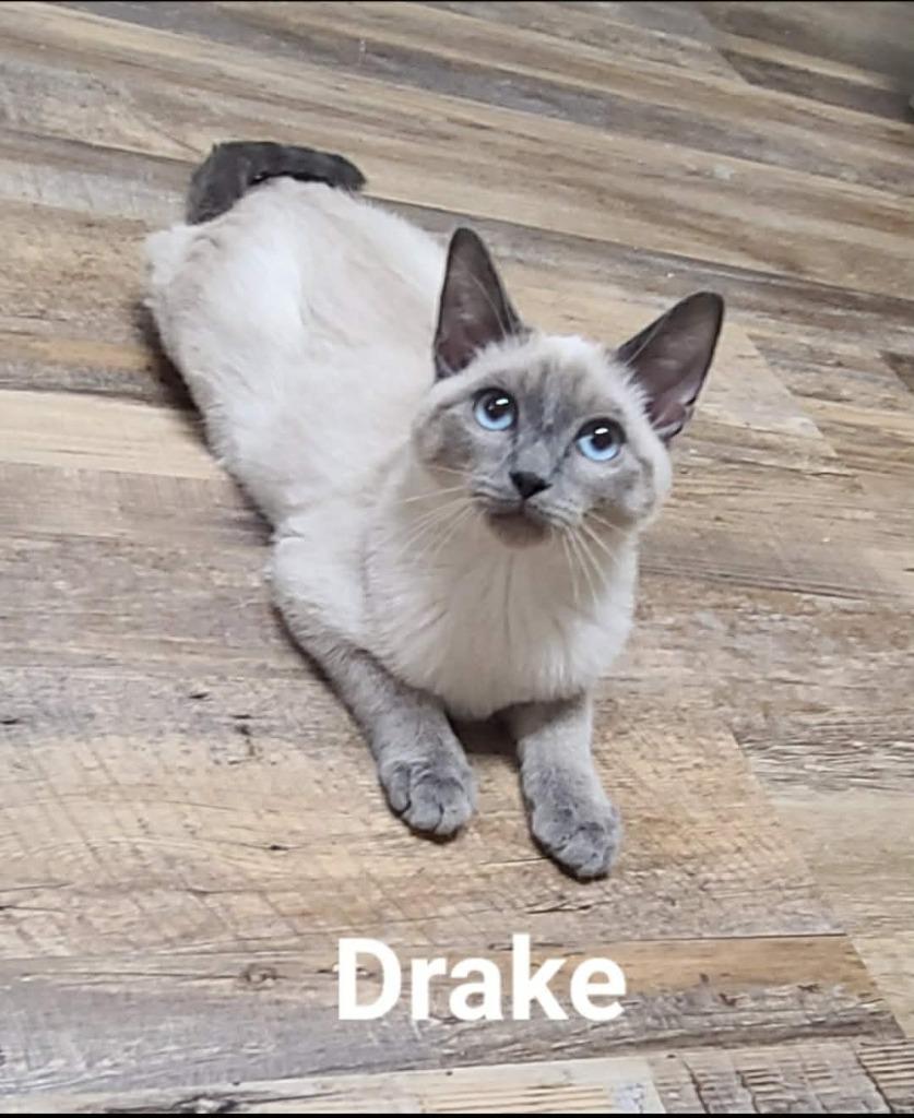 Drake, a Adoptable mixed breed in Minot, ND image 2/6