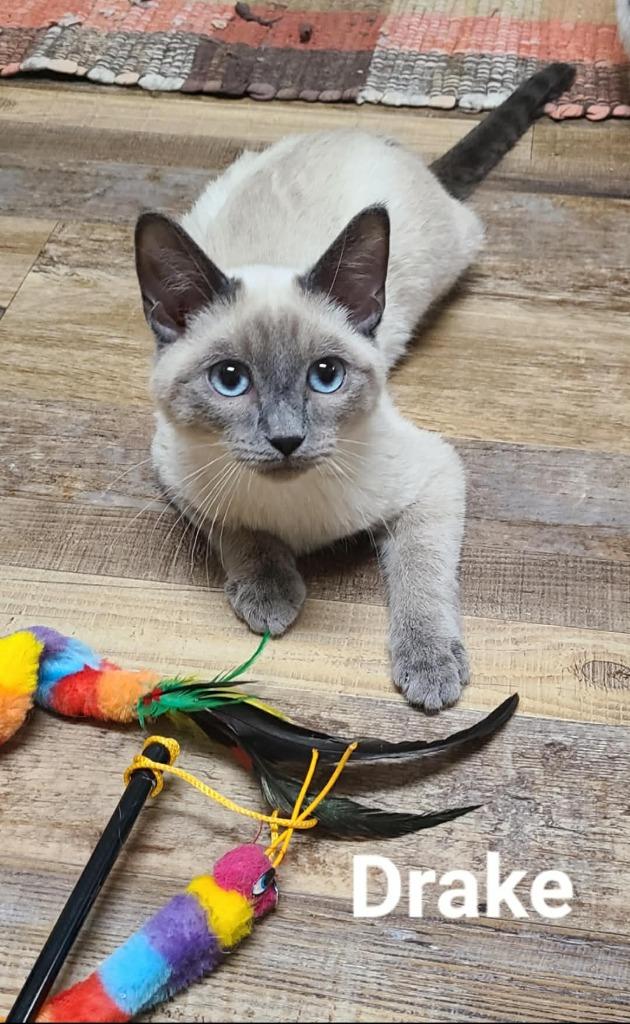 Drake, a Adoptable mixed breed in Minot, ND image 5/6