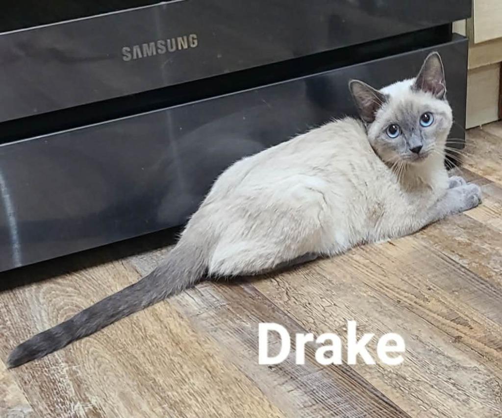 Drake, a Adoptable mixed breed in Minot, ND image 6/6