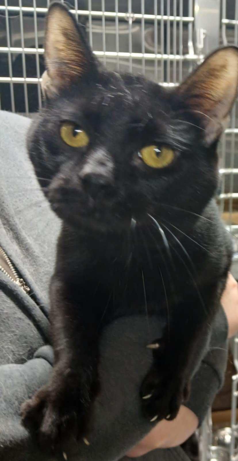 Jack, Adoptable, Kitten Male Domestic Short Hair.