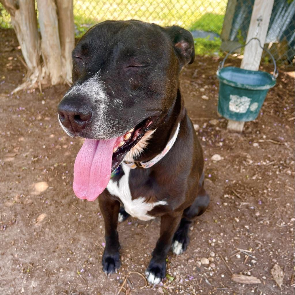 GODIVA, Adoptable, Adult Female Mixed Breed.