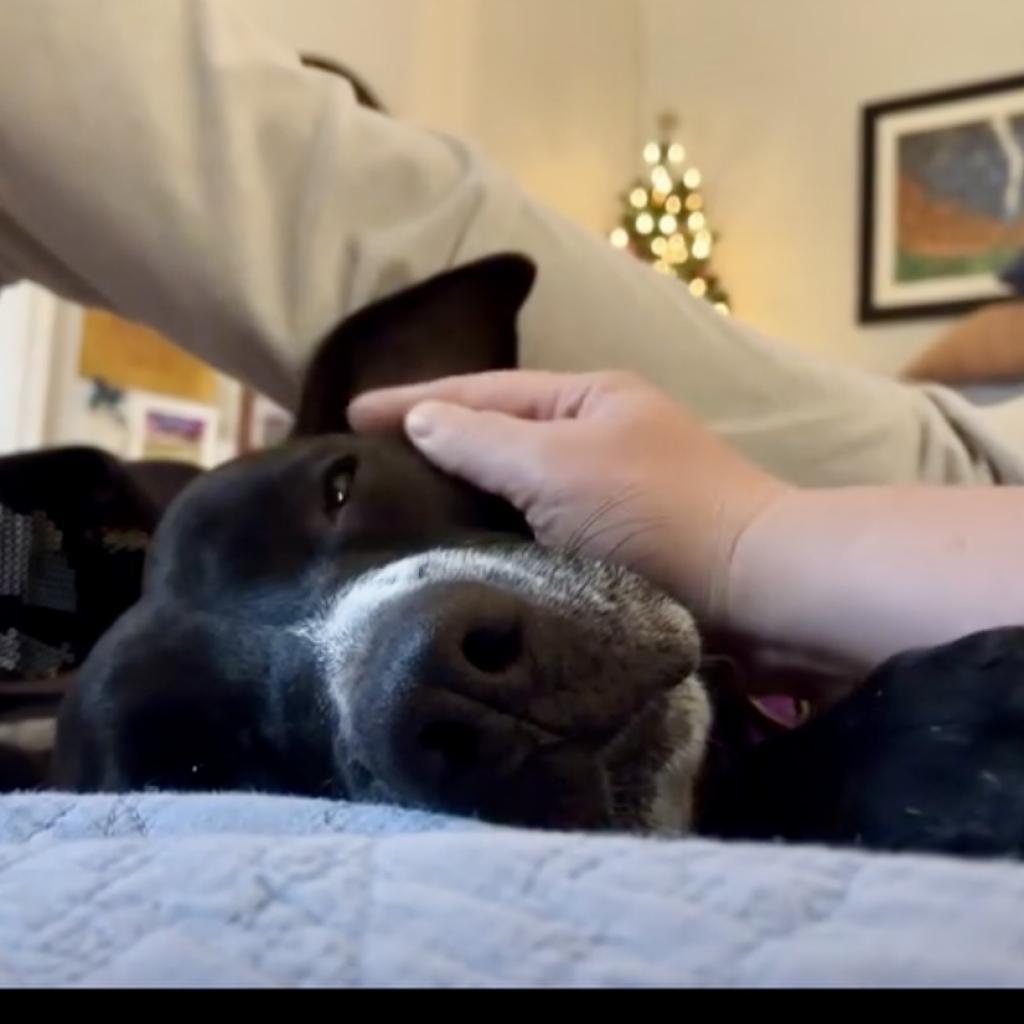 GODIVA, a Adoptable mixed breed in Kyle, TX image 2/6