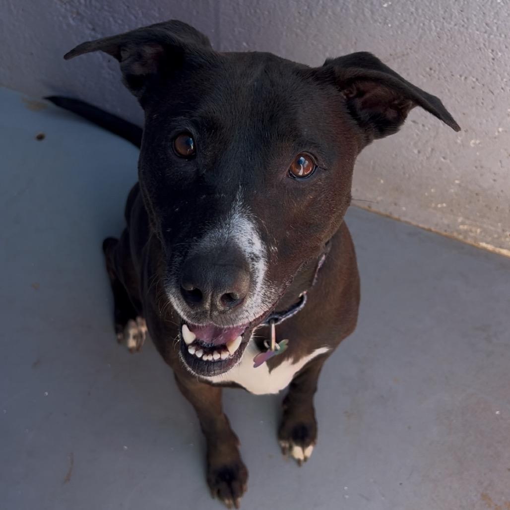 GODIVA, a Adoptable mixed breed in Kyle, TX image 2/6