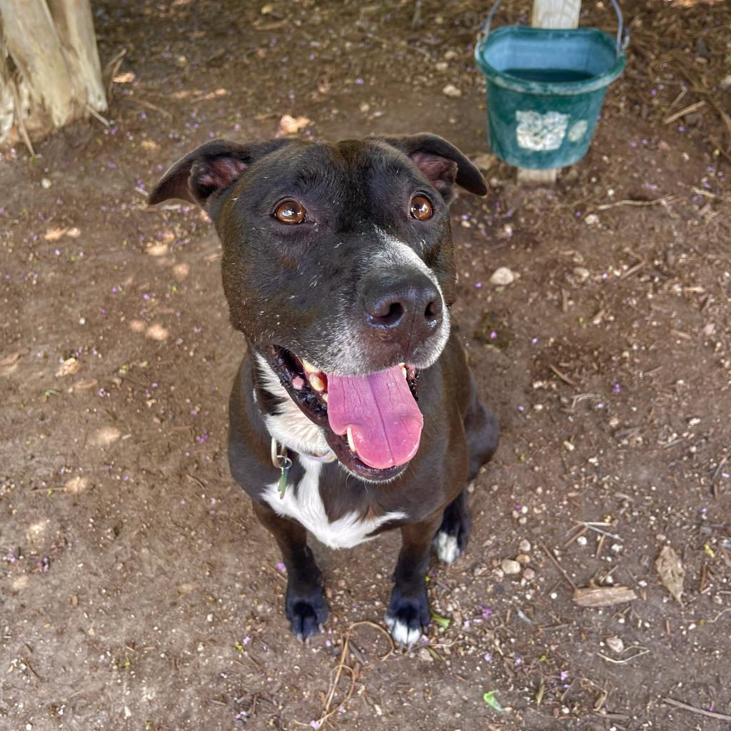 GODIVA, a Adoptable mixed breed in Kyle, TX image 3/6