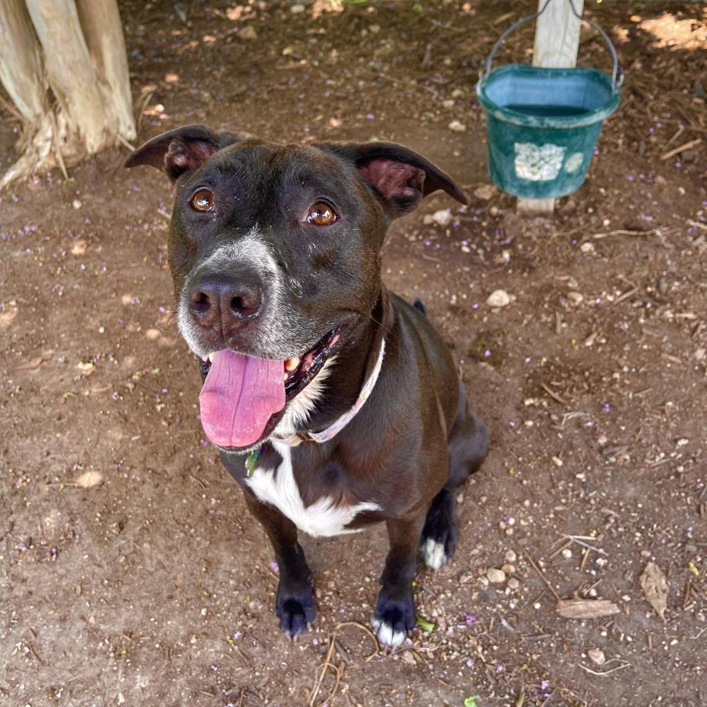 GODIVA, a Adoptable mixed breed in Kyle, TX image 4/6