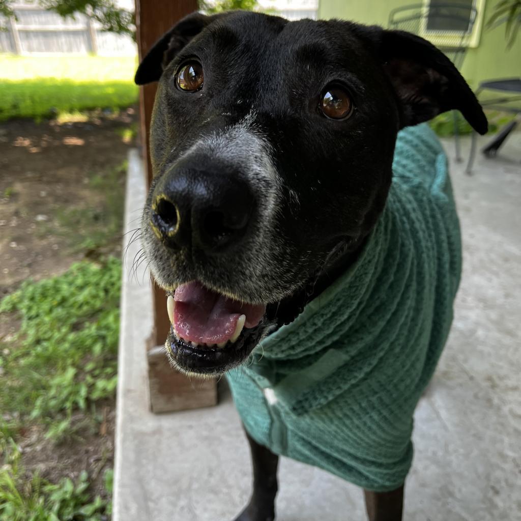 GODIVA, a Adoptable mixed breed in Kyle, TX image 5/6