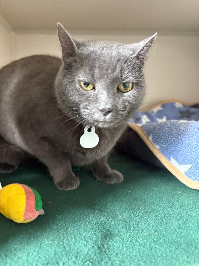 Tabby, Adoptable, Adult Female Domestic Short Hair.