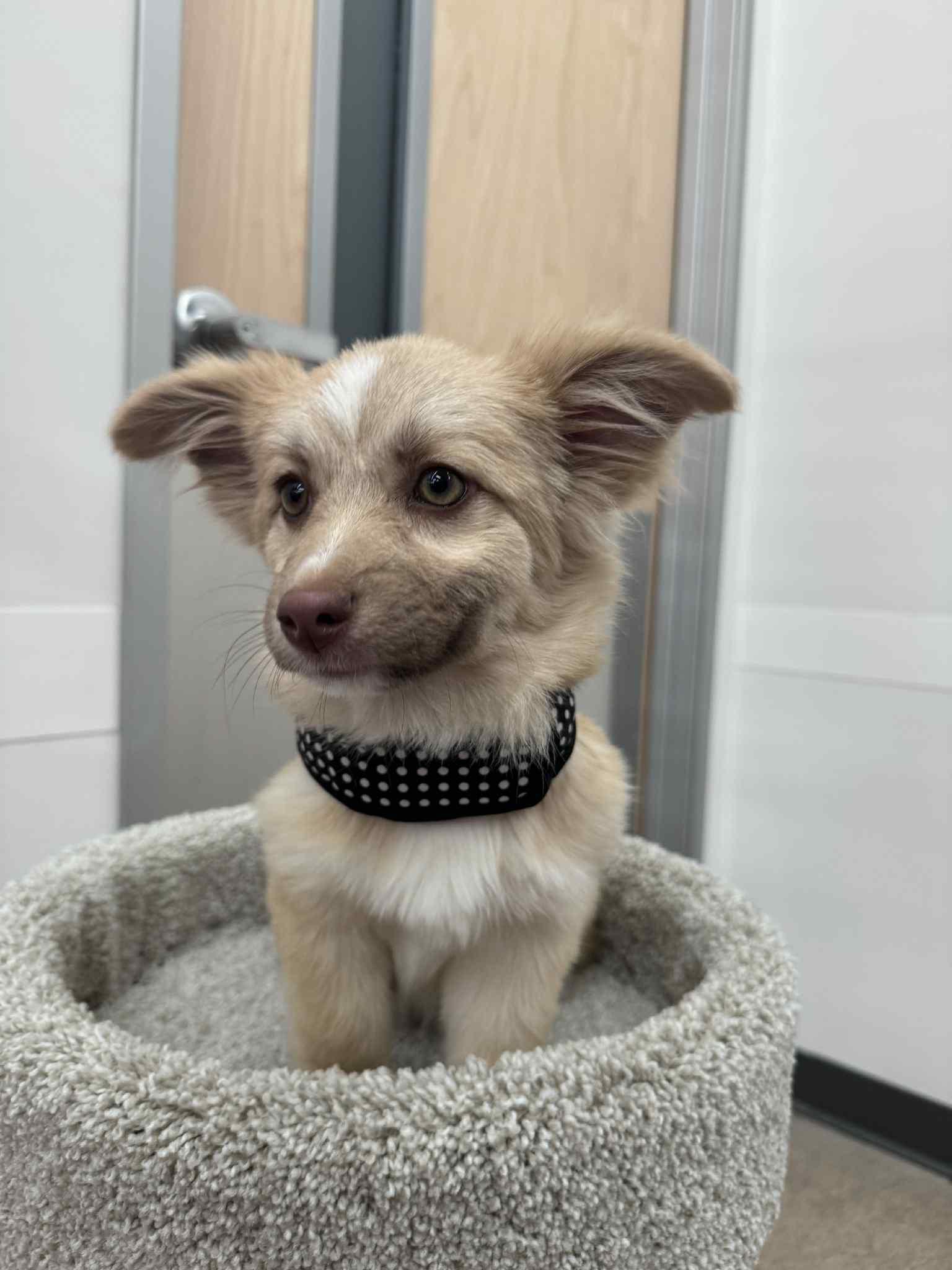 Enlarge Pearl, a Adopted mixed breed in Minneapolis, MN image 4/4