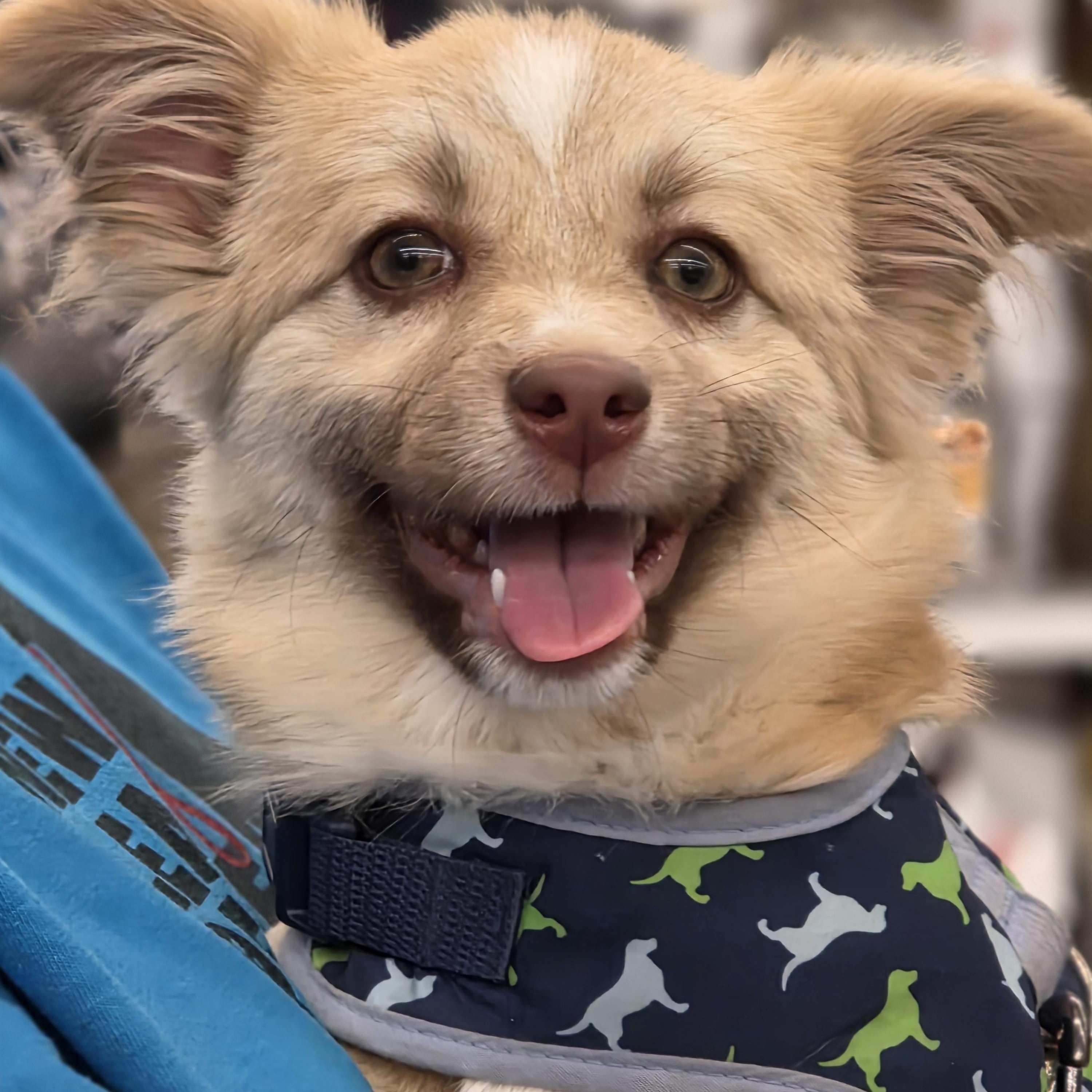 Enlarge Pearl, a Adopted mixed breed in Minneapolis, MN image 1/4