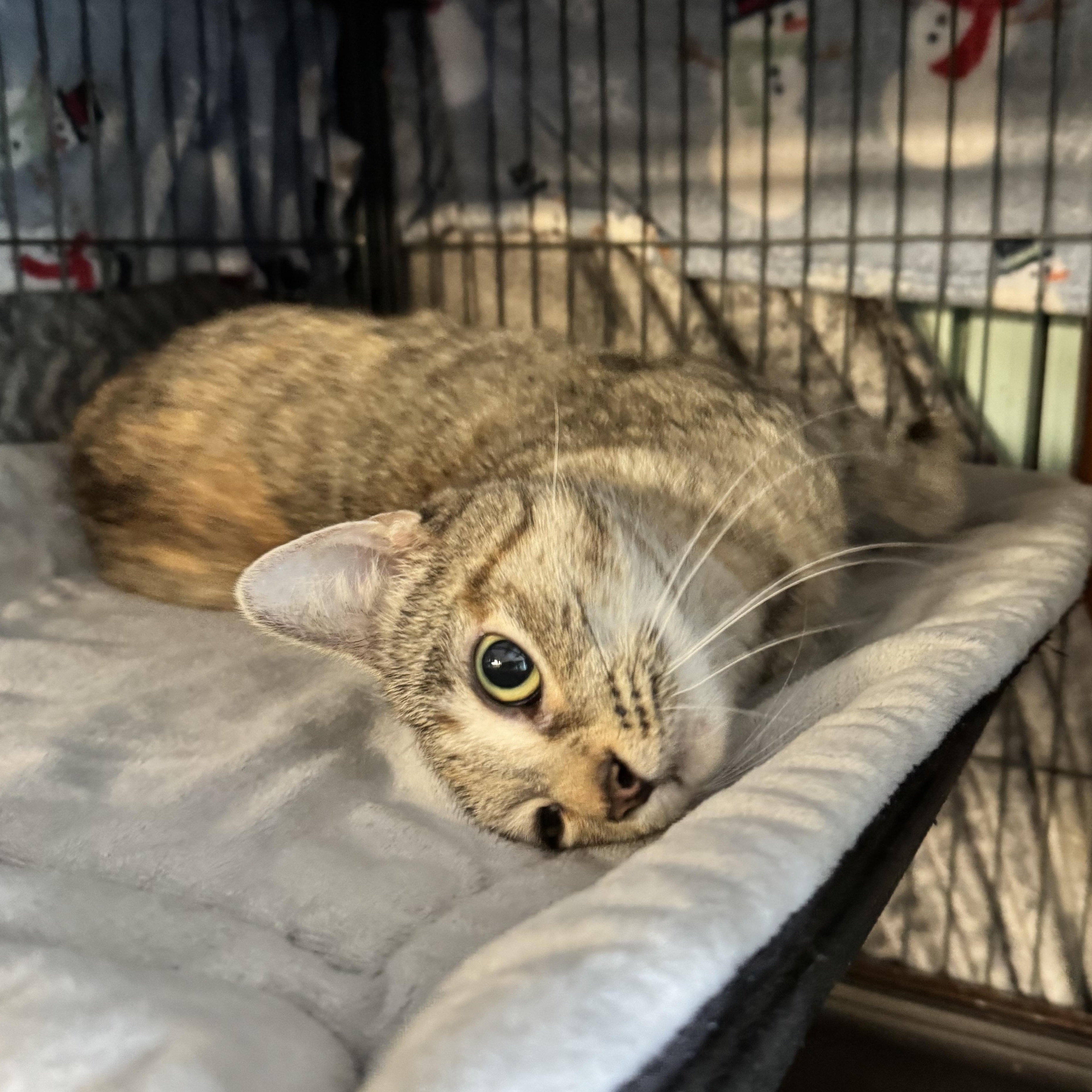 Truffle, a Adoptable Domestic Short Hair in Cortland, NY image 3/3