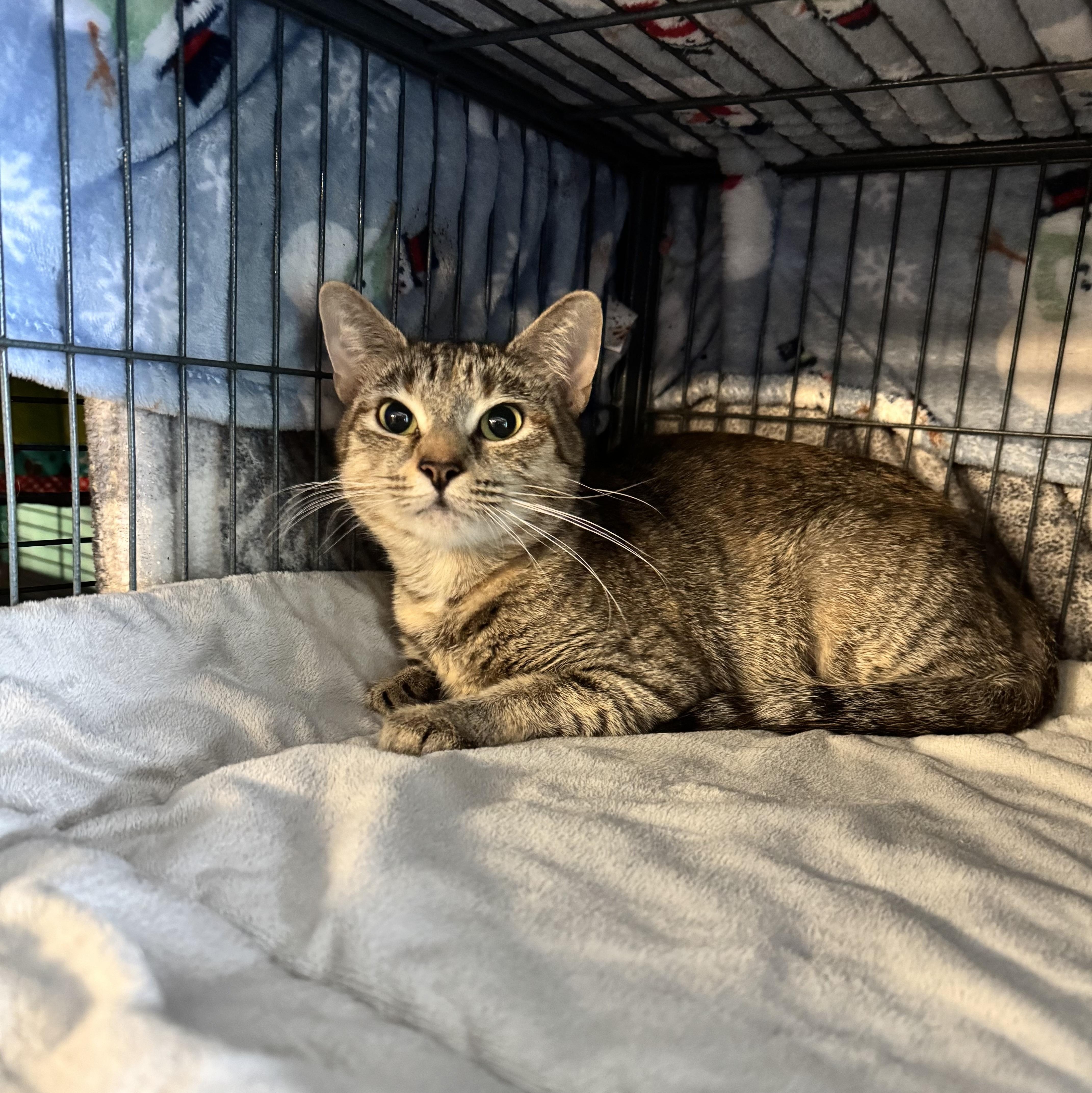 Truffle, a Adoptable Domestic Short Hair in Cortland, NY image 2/3