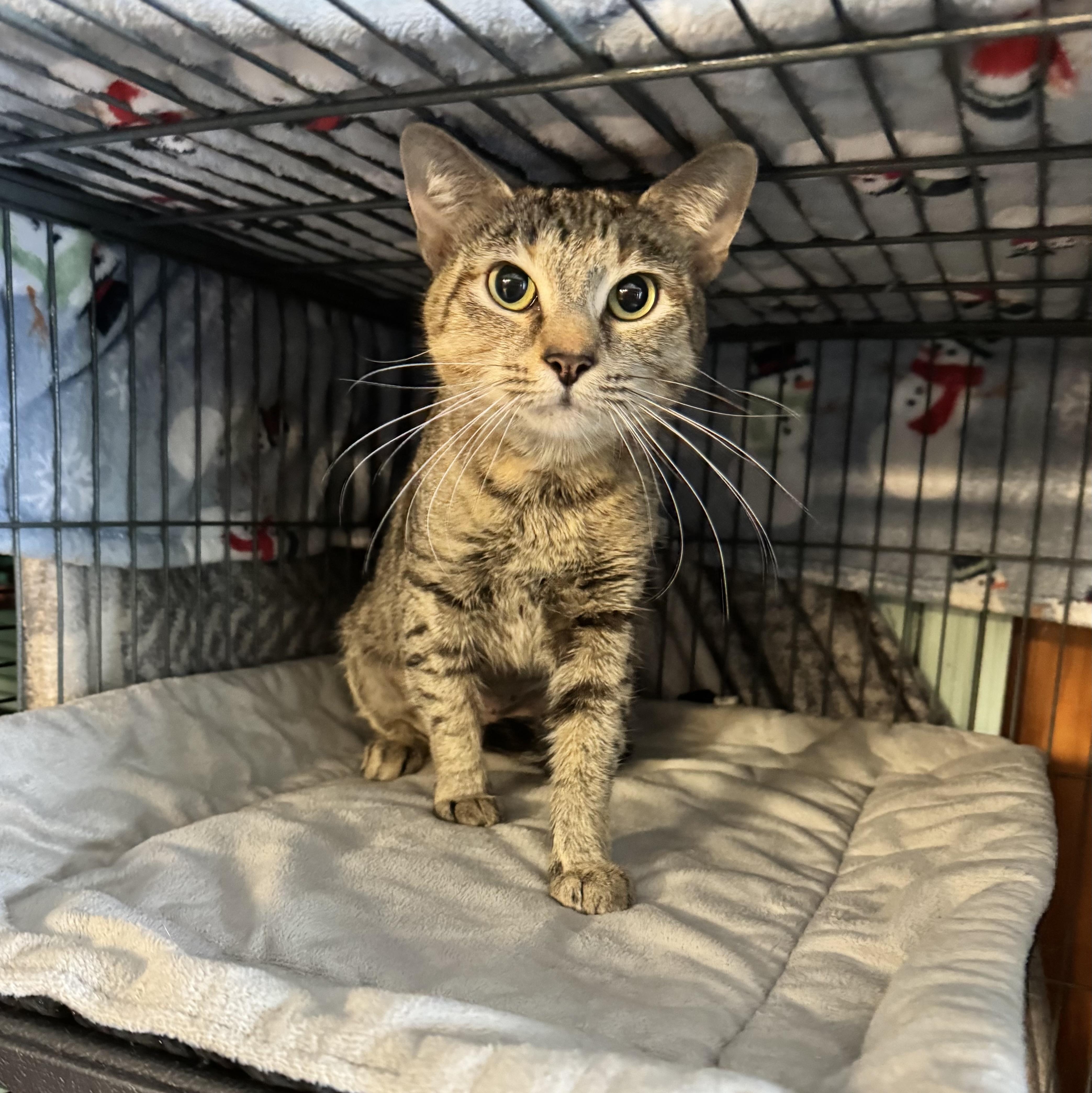 Truffle, a Adoptable Domestic Short Hair in Cortland, NY image 1/3