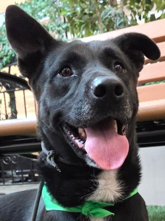 Otto (Courtesy Post) - Adopt Me!, a Adoptable mixed breed in Lake Forest, CA image 1/4